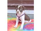Callie, Terrier (unknown Type, Medium) For Adoption In Olive Branch, Mississippi