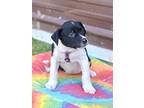Colt, Terrier (unknown Type, Medium) For Adoption In Olive Branch, Mississippi