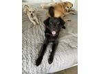 Finn, Labrador Retriever For Adoption In Newark, New Jersey