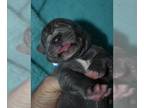 Great Dane PUPPY FOR SALE ADN-843262 - Blue Collar Blue Male