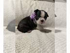 Boston Terrier PUPPY FOR SALE ADN-843258 - Cute Bosties