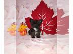 Poodle (Toy)-Yorkshire Terrier Mix PUPPY FOR SALE ADN-843245 - Yorkie poo