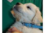 English Cream Golden Retriever PUPPY FOR SALE ADN-843231 - All Clear Ch Sired