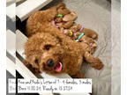 Poodle (Toy) PUPPY FOR SALE ADN-843230 - AKC RED TOY POODLE PUPPIES FOR SALE