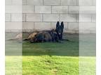 Malinois PUPPY FOR SALE ADN-843210 - Belgian Malinois mixed with German Shepherd