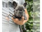 French Bulldog PUPPY FOR SALE ADN-843202 - Stella