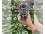 French Bulldog PUPPY FOR SALE ADN-843196 - Buster