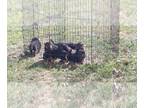 German Shepherd Dog PUPPY FOR SALE ADN-843185 - Carr Kennels GSD Puppies