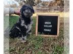 Poodle (Standard) PUPPY FOR SALE ADN-843146 - Merle AKC Poodle Female