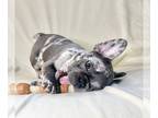 French Bulldog PUPPY FOR SALE ADN-843145 - French Bulldog Puppies For Sale