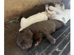 Labrador Retriever PUPPY FOR SALE ADN-843132 - AKC Labrador Puppies