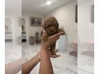 Poodle (Toy) PUPPY FOR SALE ADN-843131 - Toy poodle