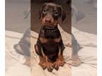 Doberman Pinscher PUPPY FOR SALE ADN-843260 - Doberman Puppies