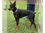 Doberman Pinscher PUPPY FOR SALE ADN-843249 - 11 month old fully registered