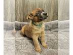 Australian Cattle Dog PUPPY FOR SALE ADN-843224 - AKC Registered Australian