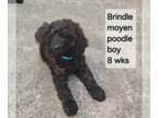 Poodle (Standard) PUPPY FOR SALE ADN-843195 - Rare Brindle moyen male