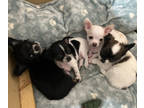 Chihuahua PUPPY FOR SALE ADN-843157 - Precious Chihuahua Puppies