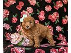 Poodle (Toy) PUPPY FOR SALE ADN-843284 - Adorable Toy Poodle Puppy