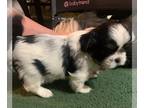 Shih Tzu PUPPY FOR SALE ADN-843278 - Shih tzu Male Tricolor Registered