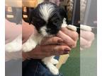 Shih Tzu PUPPY FOR SALE ADN-843277 - Shih tzu Tiny Female tricolor