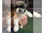 Shih Tzu PUPPY FOR SALE ADN-843276 - Shih tzu Female Small Gold and White
