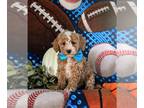 Cavapoo PUPPY FOR SALE ADN-843275 - Hypoallergenic F1b Cavapoo Puppy