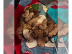 Goldendoodle PUPPY FOR SALE ADN-843273 - Adorable Mega Litter