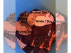 Chiranian PUPPY FOR SALE ADN-843270 - ChiPom