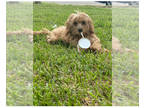 Cockapoo PUPPY FOR SALE ADN-843250 - Cockapoo mini