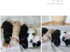Cockapoo PUPPY FOR SALE ADN-843246 - F1 Cockapoo