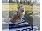 Pomeranian PUPPY FOR SALE ADN-843242 - Pomeranian Female
