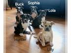 American Bully PUPPY FOR SALE ADN-843233 - American Bully Pups ABKC Registered
