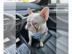 French Bulldog PUPPY FOR SALE ADN-843228 - Panda husky pink carrier with blue