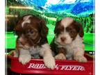 Havanese PUPPY FOR SALE ADN-843225 - Havanese puppy