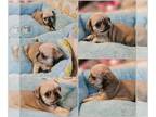 Pug PUPPY FOR SALE ADN-843211 - Tucker White Male Pug Puppy