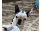 Faux Frenchbo Bulldog PUPPY FOR SALE ADN-843188 - Frenchtons Puppies