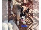 Akita PUPPY FOR SALE ADN-843173 - Akita puppy male