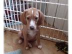 Beagle PUPPY FOR SALE ADN-843172 - Beautiful beagadore puppies