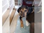 Beagle PUPPY FOR SALE ADN-843171 - Beautiful beagle lab mix puppies