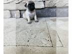 Pug PUPPY FOR SALE ADN-843163 - Pug Puppies Family Raised