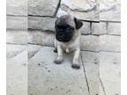 Pug PUPPY FOR SALE ADN-843161 - Pug Puppies Family Raised