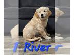 Golden Retriever PUPPY FOR SALE ADN-843160 - River
