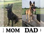 Belgian Malinois PUPPY FOR SALE ADN-843159 - Belgian Malinois Puppies