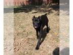 Cane Corso PUPPY FOR SALE ADN-843158 - Amara