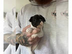 French Bulldog PUPPY FOR SALE ADN-843155 - Meet Ms Sassy
