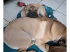 Ori-Pei PUPPY FOR SALE ADN-843144 - Shar Pei Ori Pei Mini Shar Pei