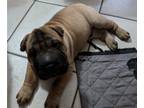Ori-Pei PUPPY FOR SALE ADN-843142 - Shar Pei Ori Pei Mini Shar Pei