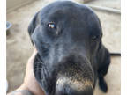 Labrador Retriever DOG FOR ADOPTION ADN-843208 - AKC LAB BLACK AND CHOC