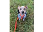 Manny, American Pit Bull Terrier For Adoption In Alexandria, Virginia