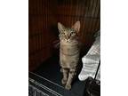 Ranger, American Shorthair For Adoption In Bethel, Connecticut